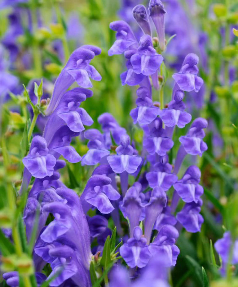 Baicalin: Mechanisms and Therapeutic Potential