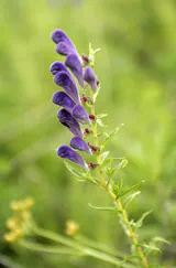 Chinese skullcap plant with molecular structure of baicalin flavonoid compound