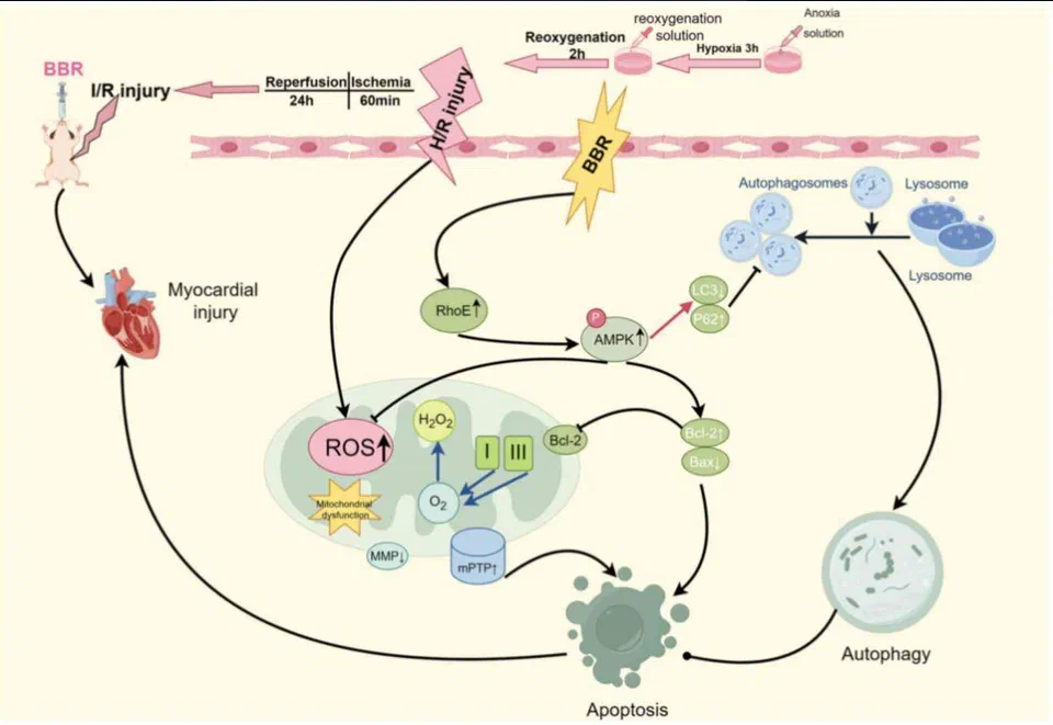AMPK signaling pathway diagram showing berberine's activation of AMPK, inhibition of mTOR, promotion of autophagy through ATG proteins and Beclin-1, and reduction of inflammatory cytokines