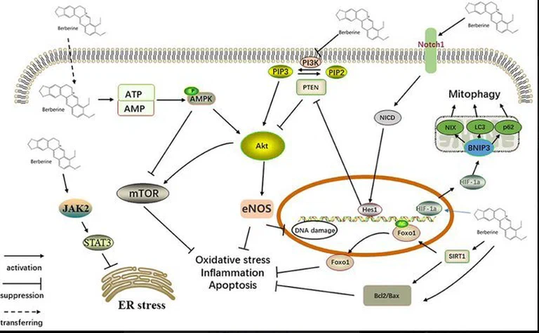 Diagram showing berberine's effects on AMPK activation, mTOR inhibition, and metabolic pathways