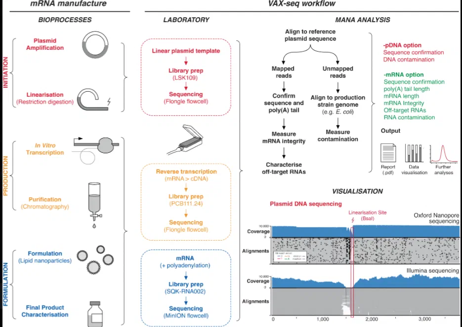 mRNA vaccine manufacturing process showing plasmid amplification in E. coli, linearization, IVT reaction, and purification steps where DNA contamination occurs