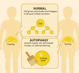 Cellular autophagy - the body's self-repair system