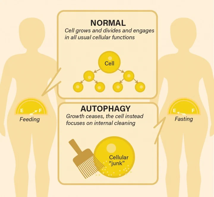Cellular autophagy - the body's self-repair system