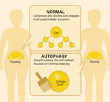 Cellular autophagy - the body's self-repair system