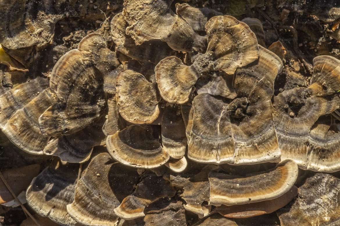 Reishi mushroom (Ganoderma lucidum) with characteristic glossy varnished appearance