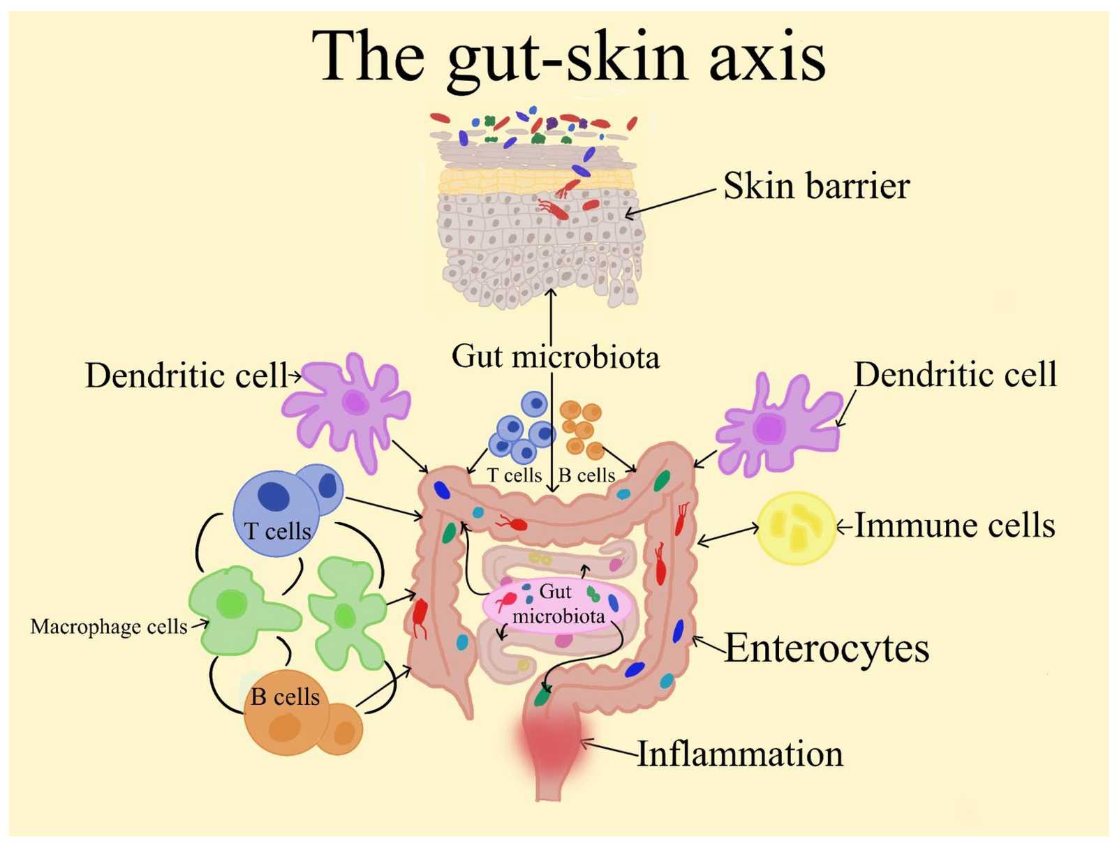 The Gut-Skin Axis: How your gut microbiome communicates with your skin through multiple pathways including immune modulation, SCFA signalling, and microbial metabolites