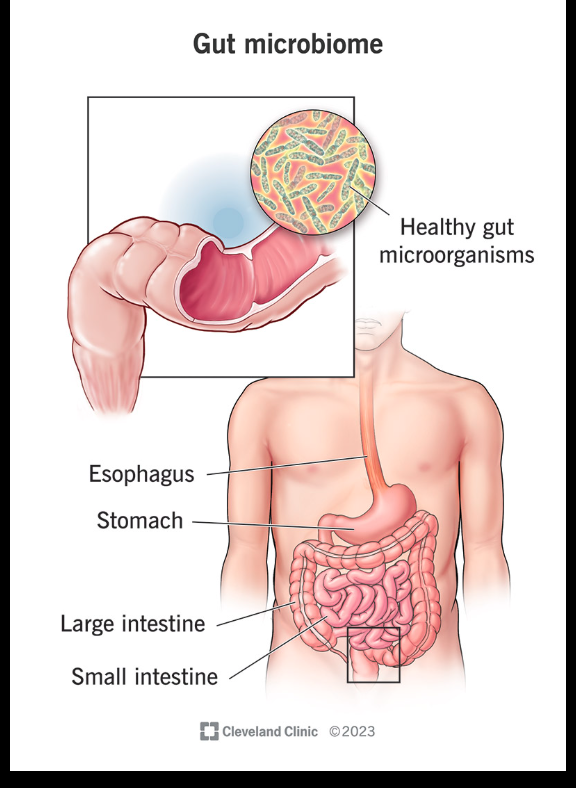 Leaky Gut and Skin Inflammation: How intestinal permeability drives skin conditions through LPS translocation, molecular mimicry, and SCFA deficiency