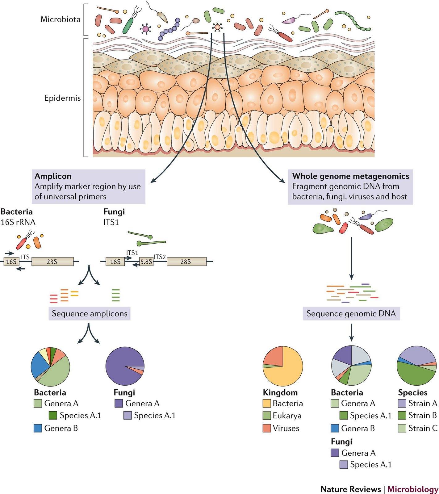 Eczema and the Gut-Skin Axis: How SCFA deficiency, Th2 inflammation, and impaired skin barrier connect gut health to atopic dermatitis