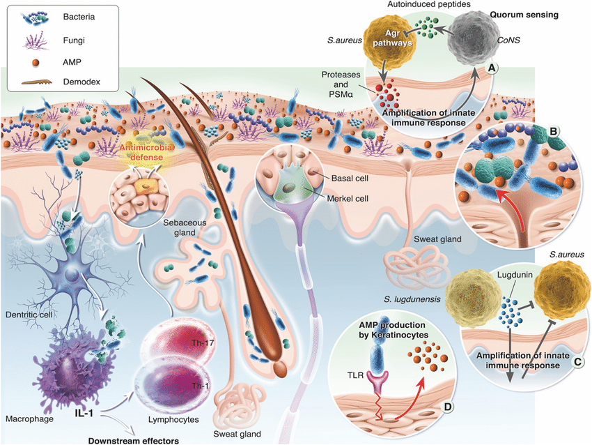 Psoriasis and the Gut Microbiome: Th17 pathway modulation, LPS connection, and butyrate's role in reducing psoriatic inflammation