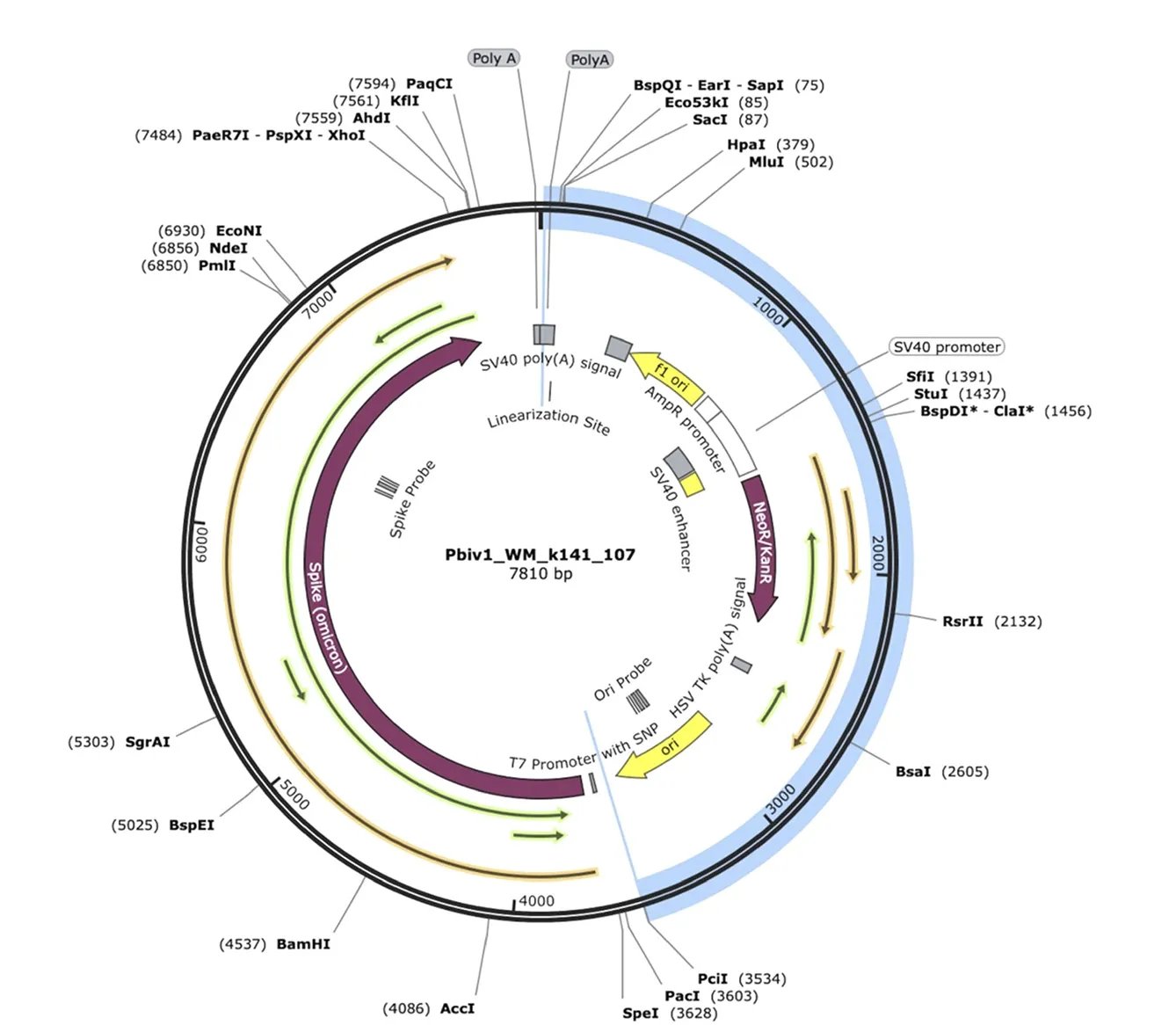 mRNA technology failure: Nature Biotechnology validation