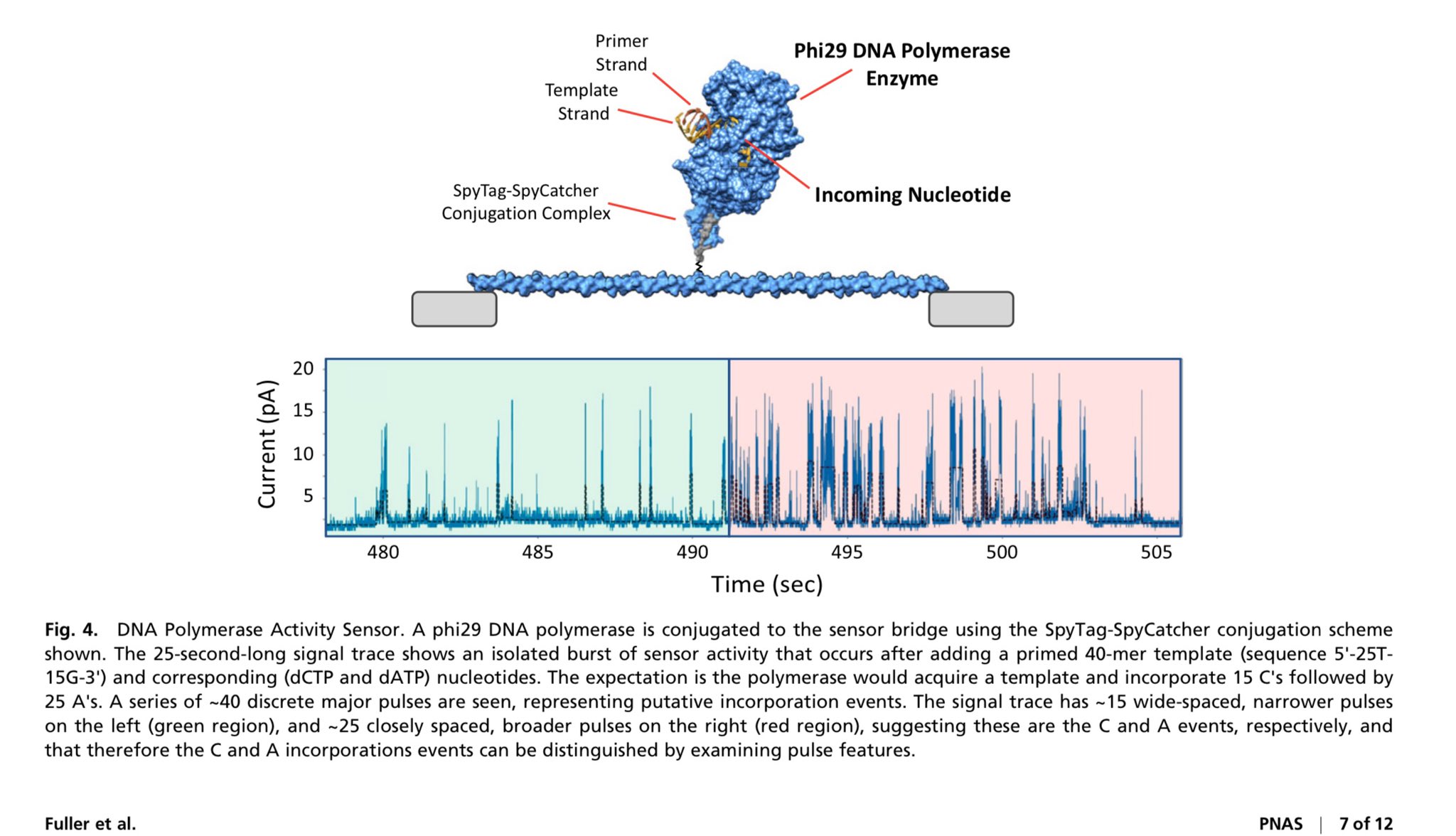 Gel electrophoresis showing DNA contamination