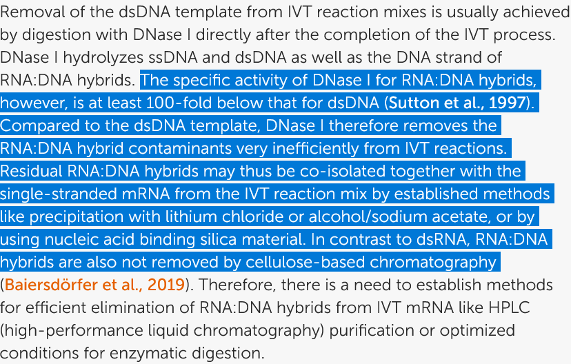 BioNTech paper excerpt showing DNase I is 100-fold less active on RNA:DNA hybrids