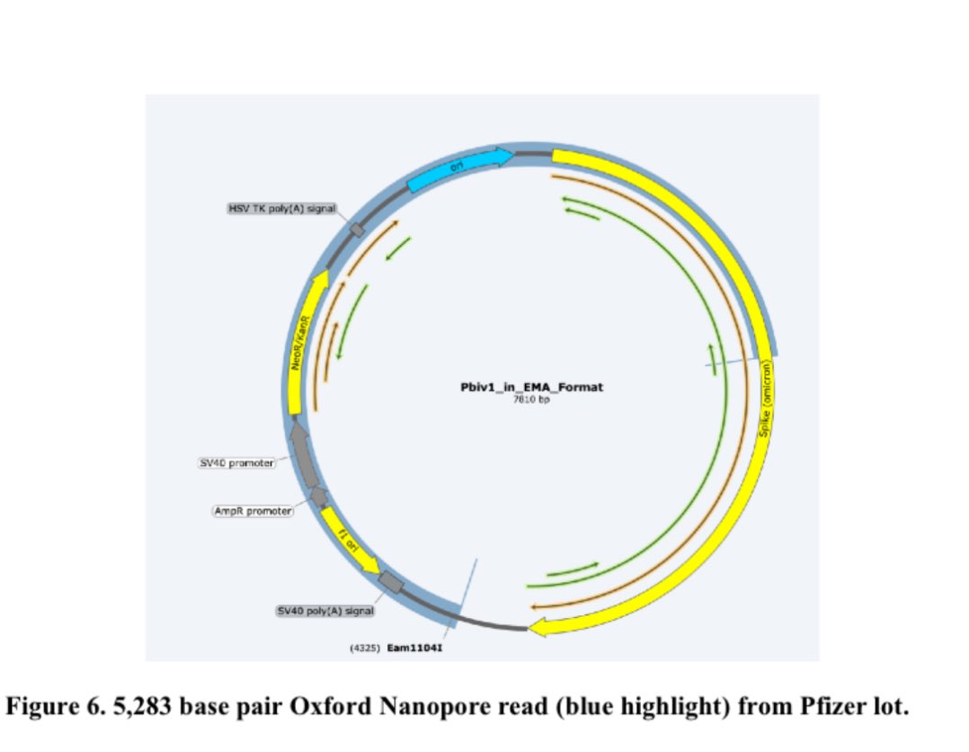 IGV screenshot of a single continuous ~5.3 kb Nanopore read spanning the entire Spike coding sequence plus plasmid flanks