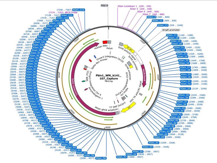 Sequencing coverage map showing SV40 and spike fragments