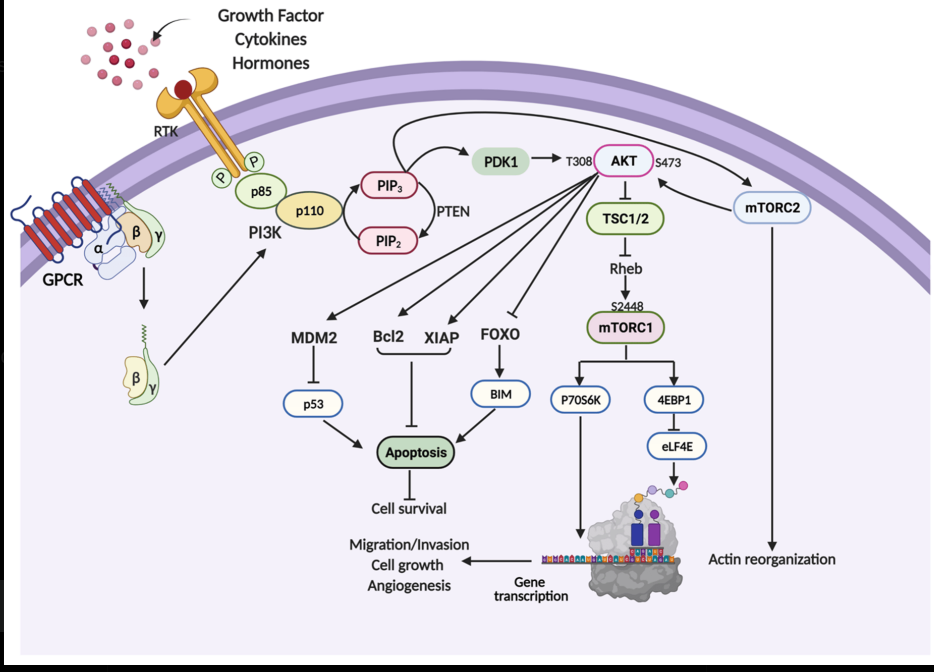 mTOR signaling pathway showing how spike protein may activate this pathway for cellular survival