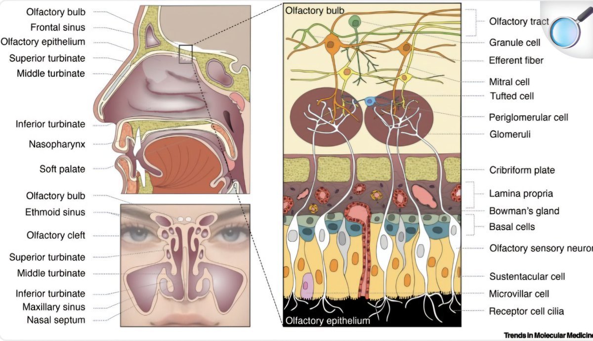 Diagram showing olfactory nerve pathway through cribriform plate directly into the brain