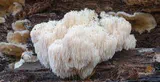 Lion's Mane mushroom showing white cascading spine-like structures