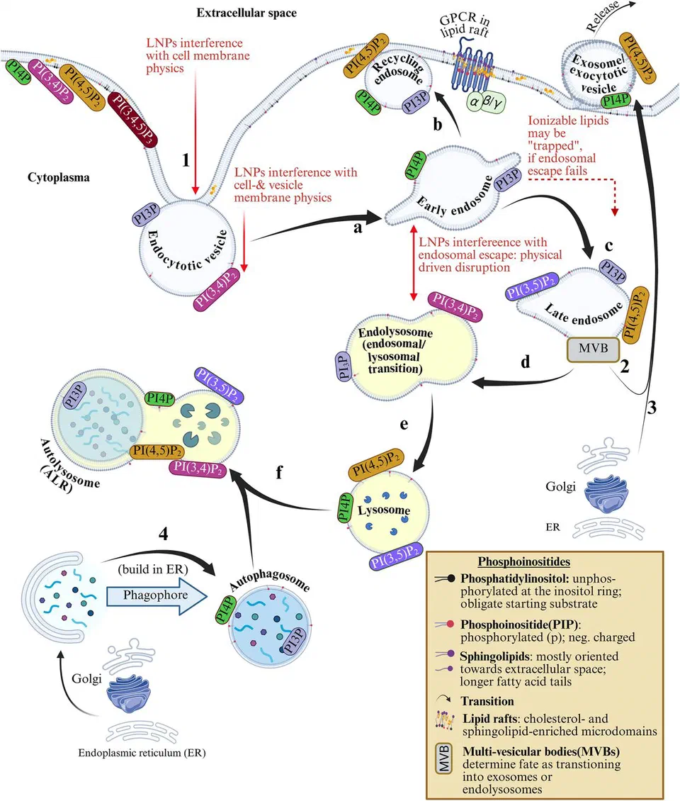 Figure 4 from Seger et al. (2026), Acta Pharmaceutica Sinica B, CC BY 4.0: endocytosis and autophagy handling of LNP-delivered cargo, part of the review's membrane-interaction case. Figure 4 from the Seger, Gutschi and Seneff 2026 review: endocytosis and autophagy handling of LNP-delivered cargo