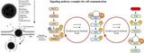 Graphical abstract from the Seger, Gutschi and Seneff 2026 review of lipid nanoparticles as active biointerfaces