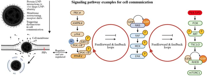 Graphical abstract from the Seger, Gutschi and Seneff 2026 review of lipid nanoparticles as active biointerfaces