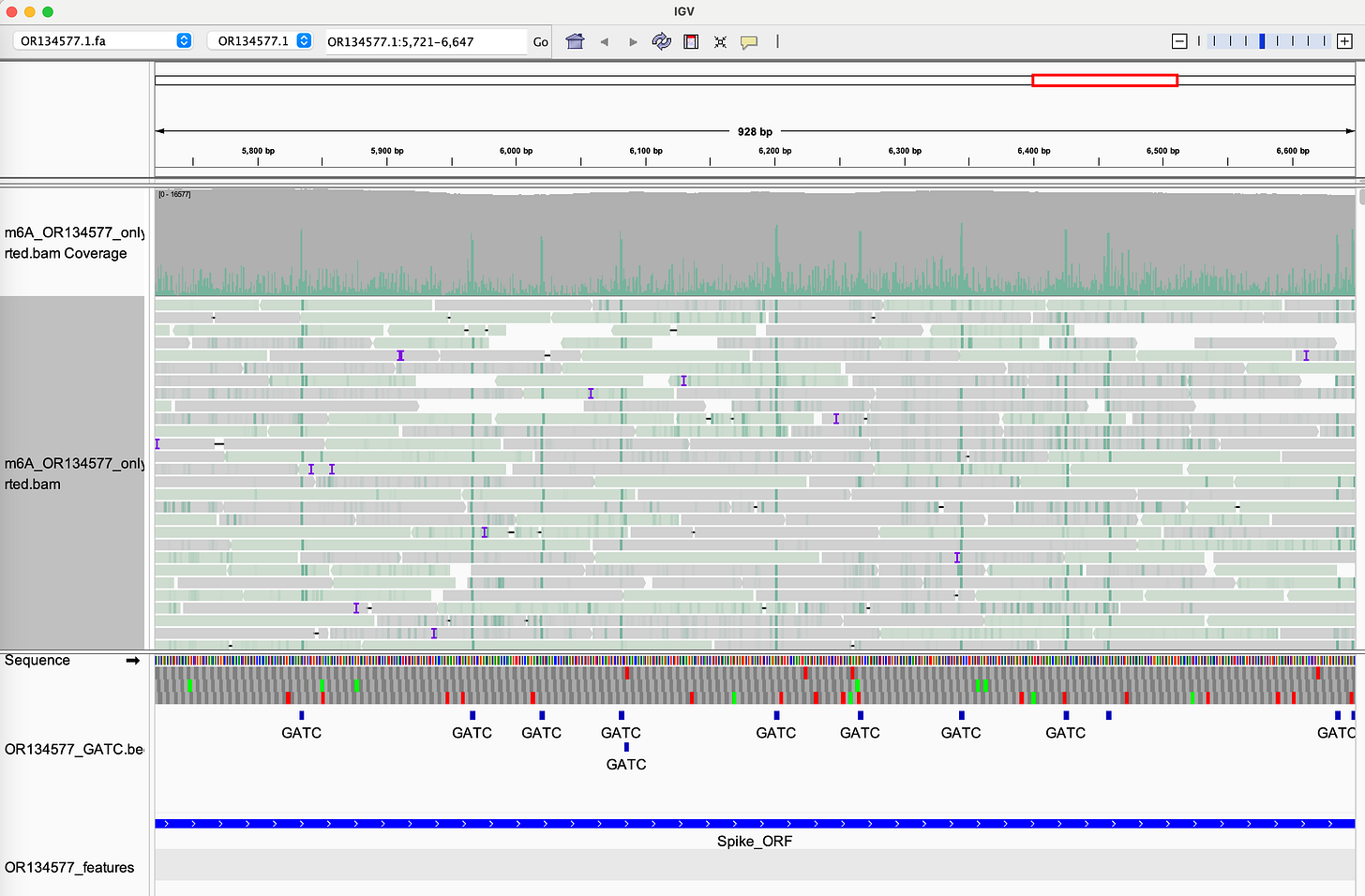 Heatmap showing SV40 promoter region is hypomethylated (unmethylated = biologically active), while surrounding plasmid DNA shows bacterial m6A methylation patterns