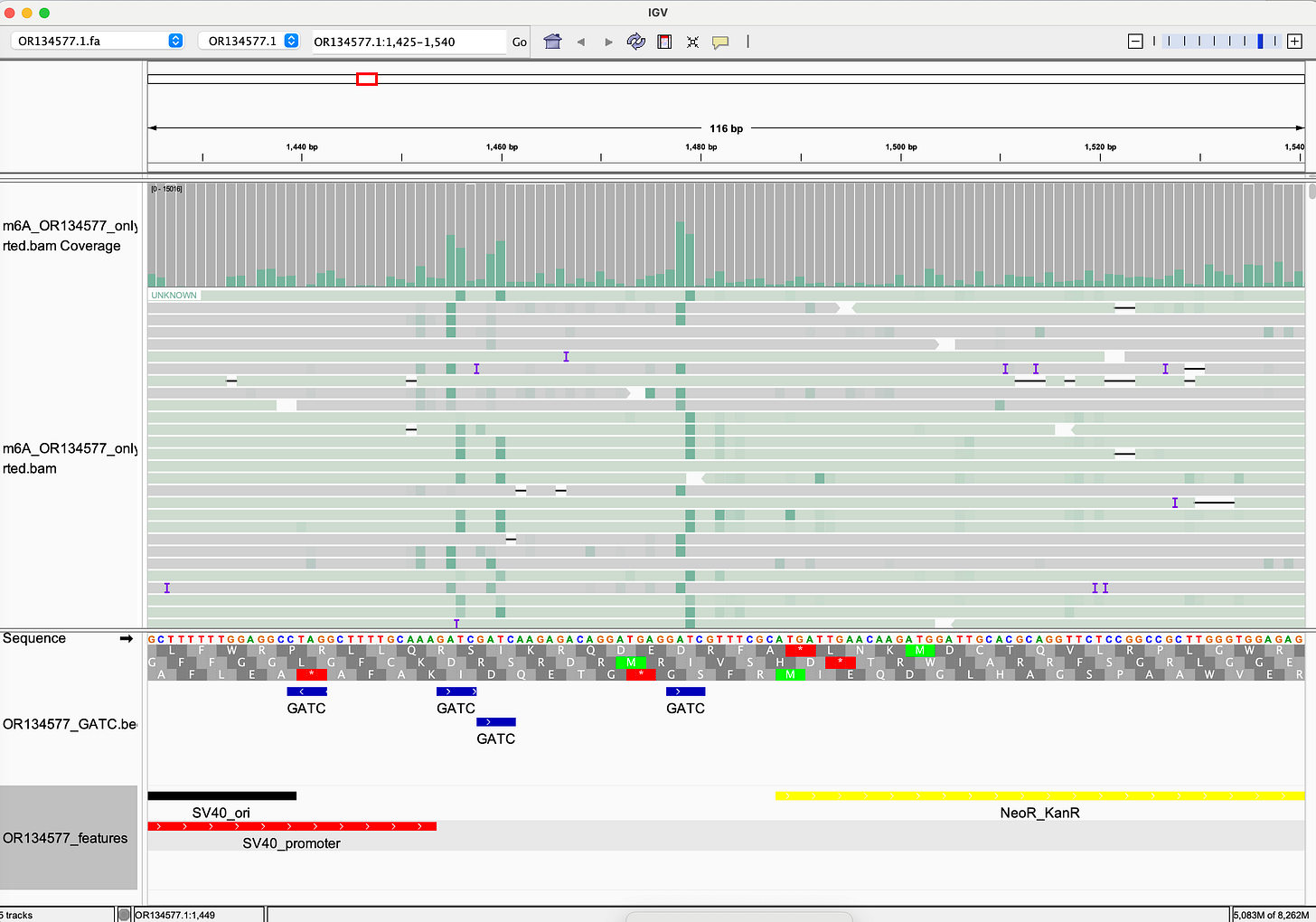IGV display showing Dam methylation (red dots) at GATC sites, confirming E. coli origin of residual DNA