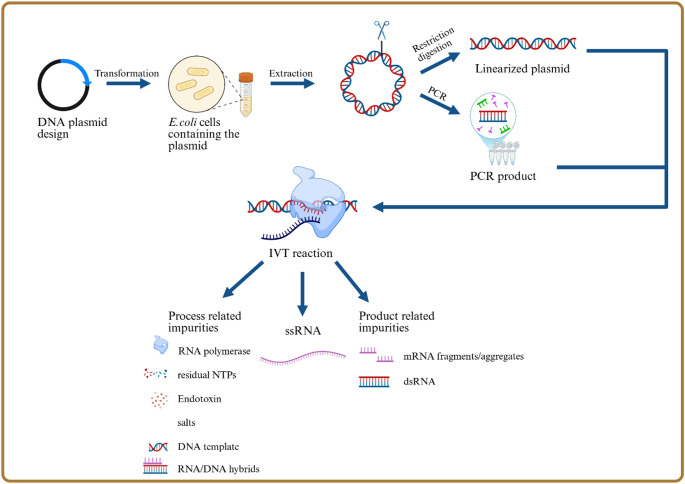 mRNA vaccine manufacturing process showing plasmid amplification, linearization, IVT reaction, and purification steps where DNA contamination occurs