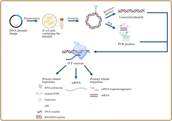 mRNA vaccine manufacturing process showing plasmid amplification, linearization, IVT reaction, and purification steps where DNA contamination occurs