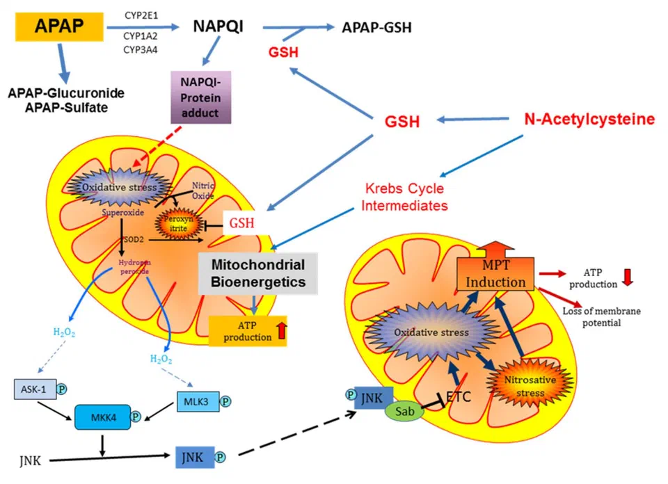 NAC Neurodegenerative Mechanisms
