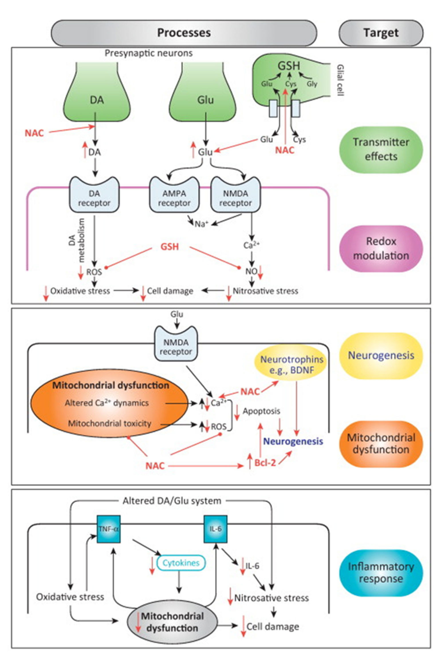 NAC Pathophysiologic Targets