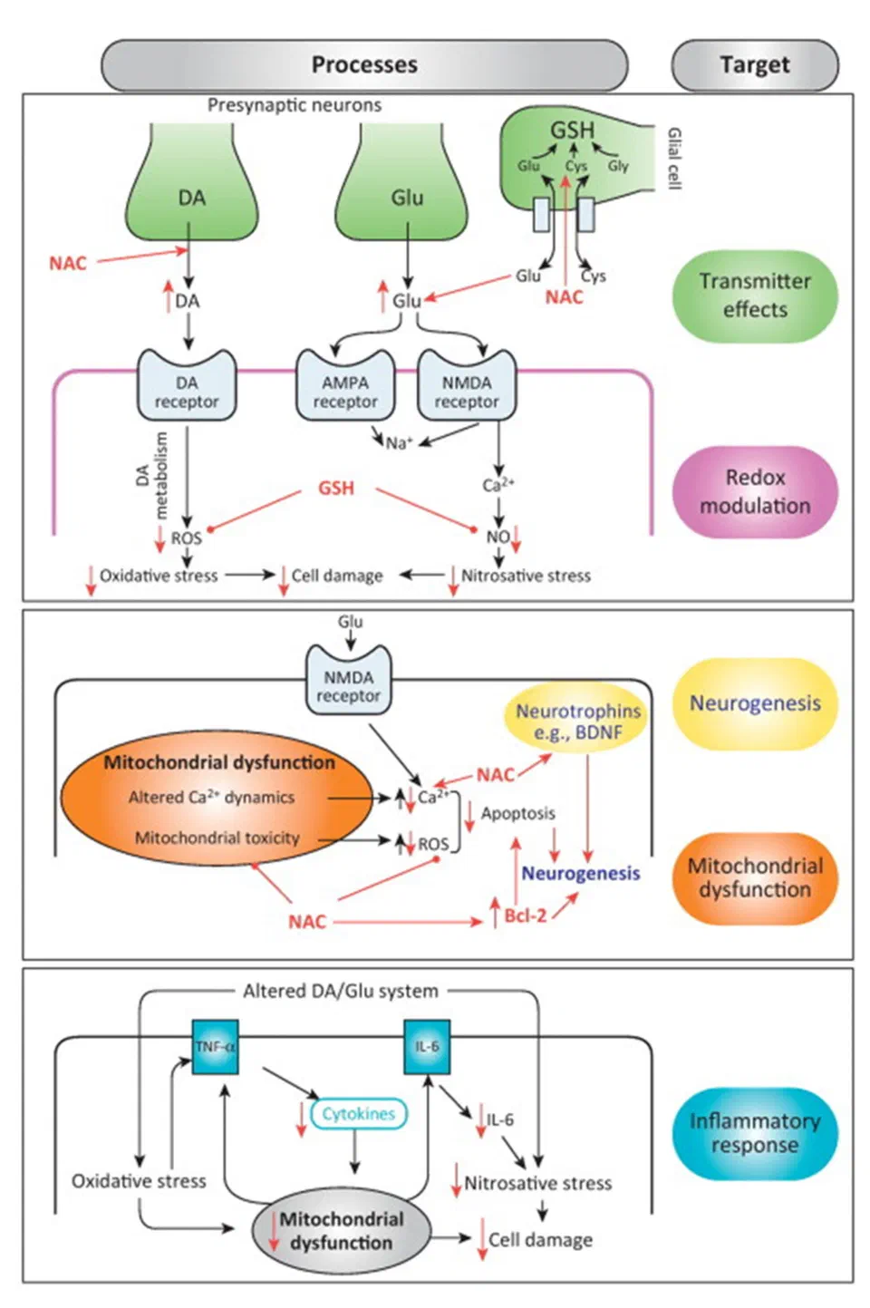 NAC Pathophysiologic Targets