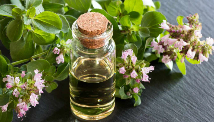 Oregano plant and essential oil bottle showing natural antimicrobial properties