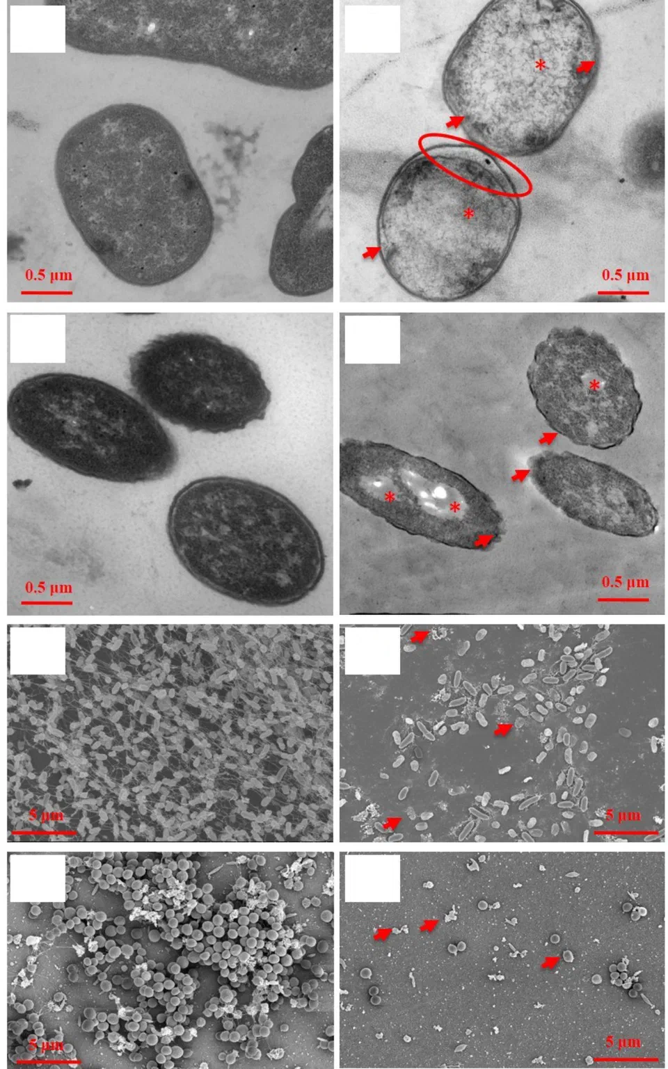 Oregano MIC Assay Results