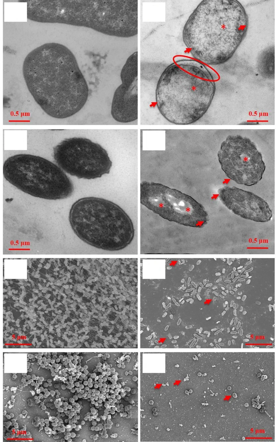Oregano MIC Assay Results