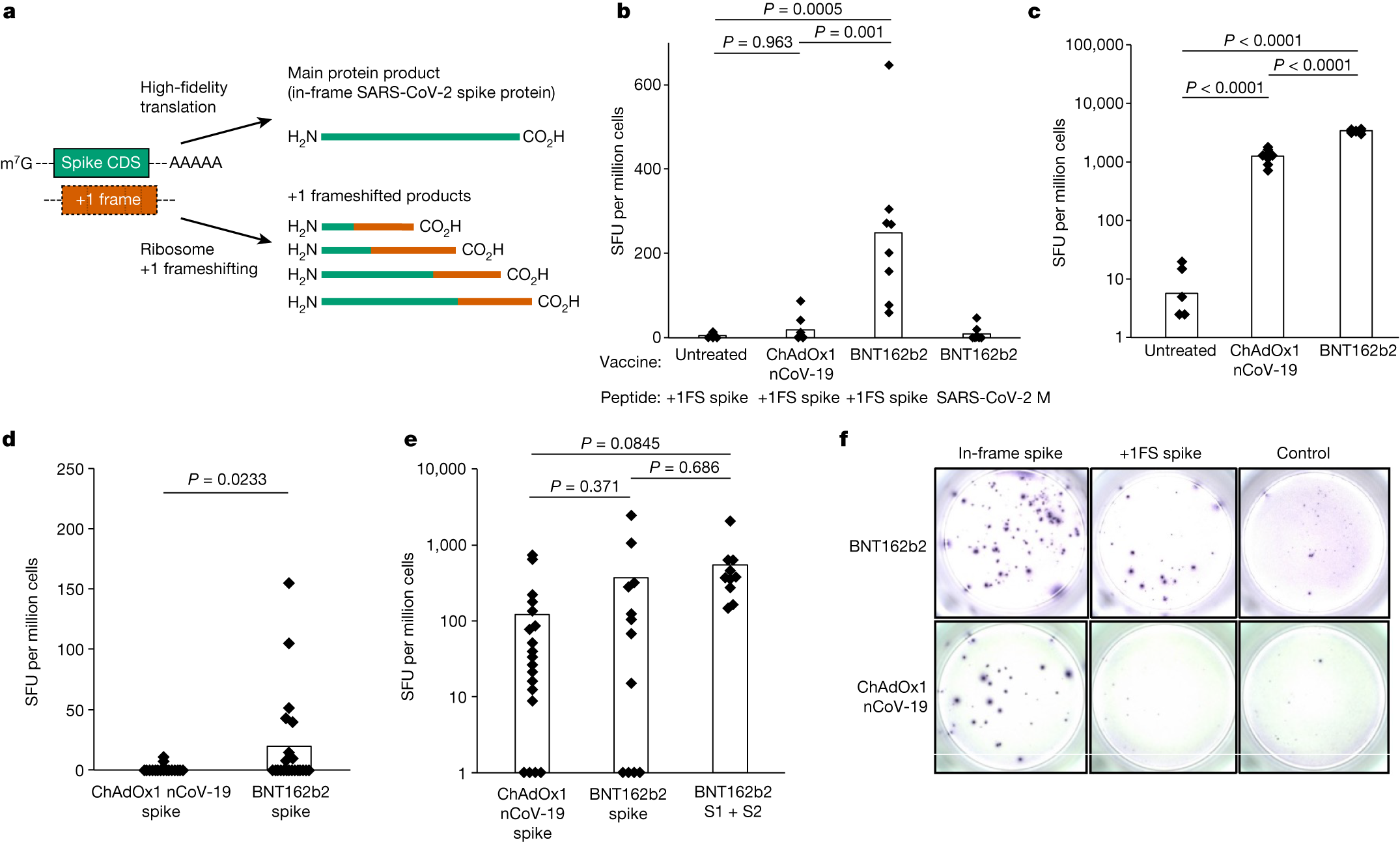 Mulroney Figure 2 - Frameshifted protein products