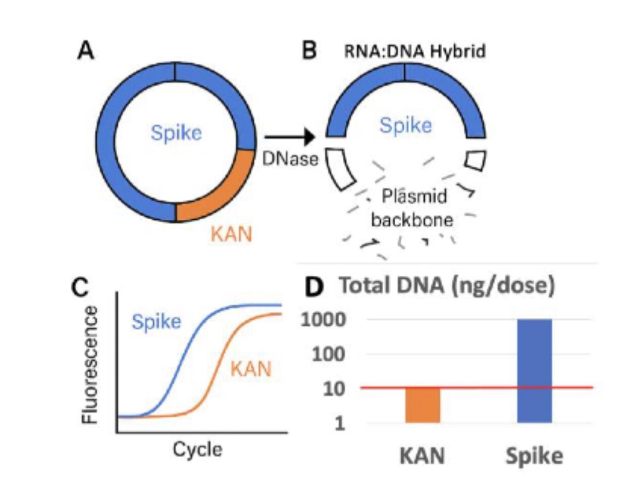 Diagram showing how RNA:DNA hybrids protect Spike-encoding DNA from DNase digestion while Kanamycin resistance (KAN) region remains exposed and is destroyed