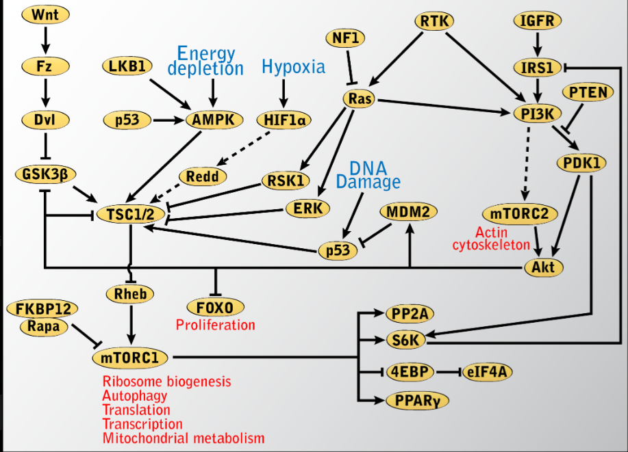 PI3K-AKT-mTOR axis showing cancer therapy targets