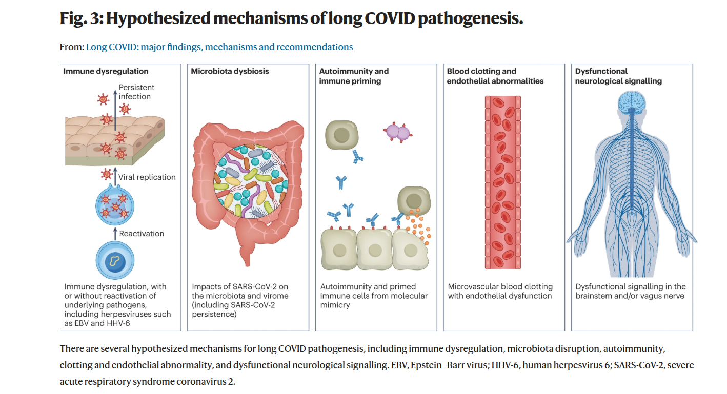 Flowchart showing the vicious cycle of spike persistence, immune dysregulation, and viral reactivation in Long COVID