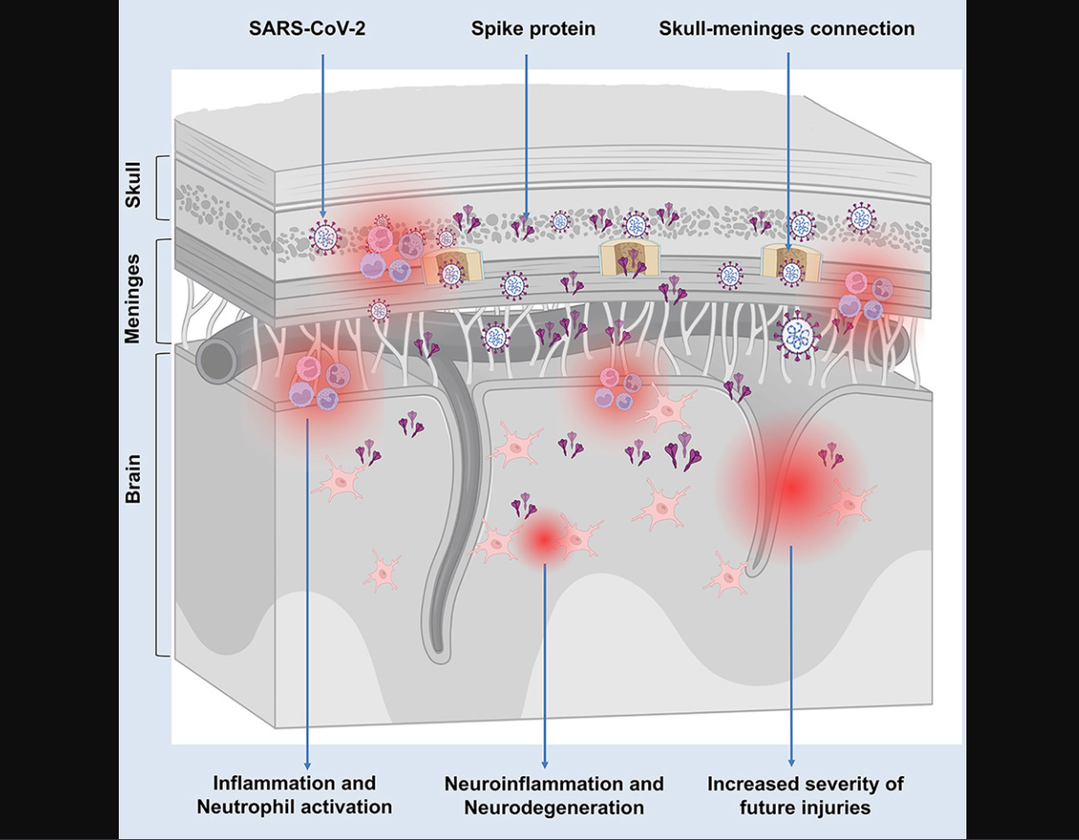 Diagram showing S1 spike protein distribution at the skull-meninges-brain interface from Rong et al. 2024