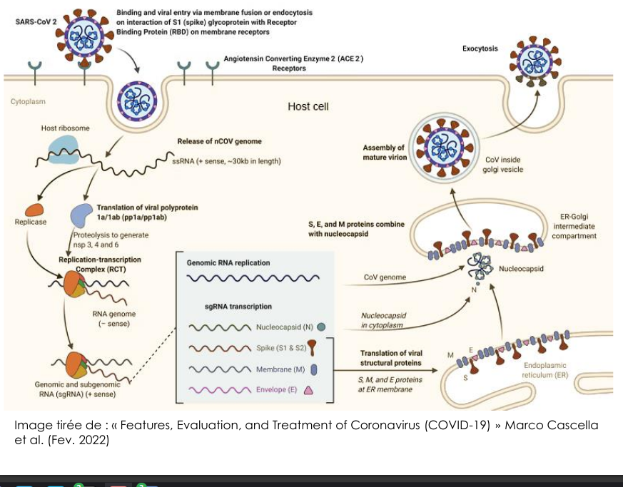 SARS-CoV-2 infection cycle diagram showing viral entry, replication, assembly, and release
