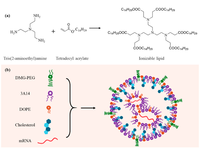 Schematic illustration of LNP design for mRNA delivery showing chemical components