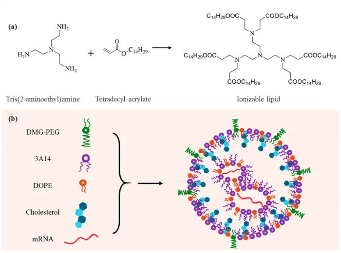 Schematic illustration of LNP design for mRNA delivery showing chemical components