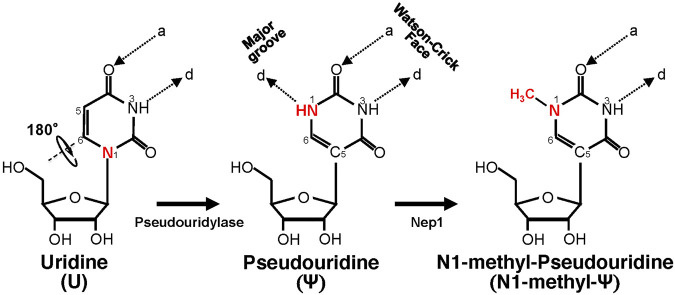 Detailed chemical structure of uridine, pseudouridine (Ψ), and N1-methyl-pseudouridine