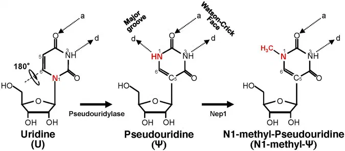 Detailed chemical structure of uridine, pseudouridine, and N1-methyl-pseudouridine