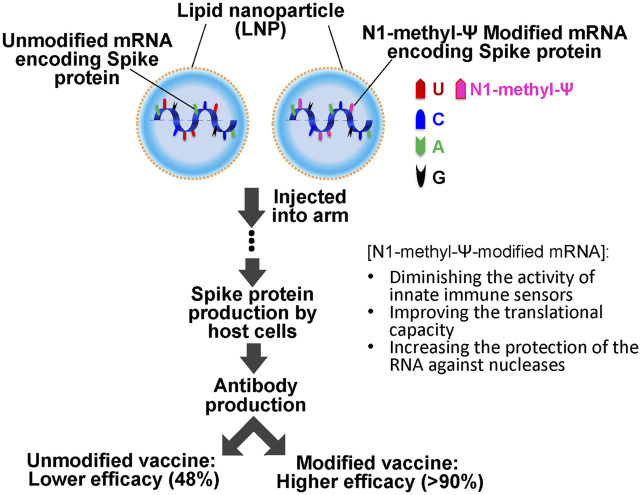 Schematic comparison of unmodified vs N-methyl-pseudouridine modified mRNA vaccines showing efficacy differences