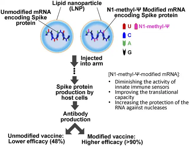 Schematic comparison of unmodified vs N1-methyl-pseudouridine modified mRNA vaccines