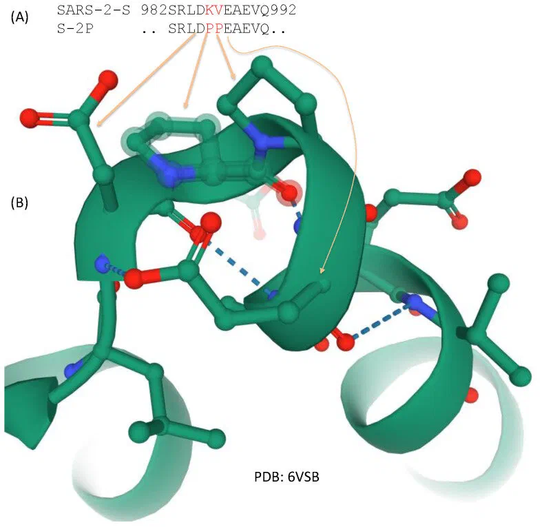 Two amino acid replacements K986P and V987P that stabilize spike protein at prefusion state