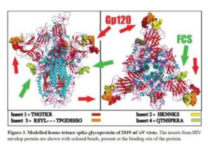 Detailed molecular model of SARS-CoV-2 Spike protein showing HIV Gp120 inserts and Furin Cleavage Site