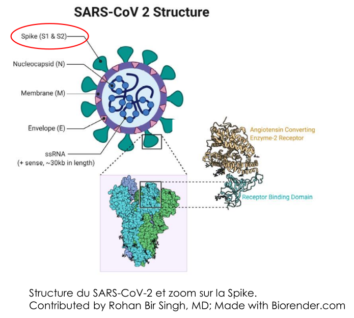SARS-CoV-2 structure diagram with Spike protein highlighted