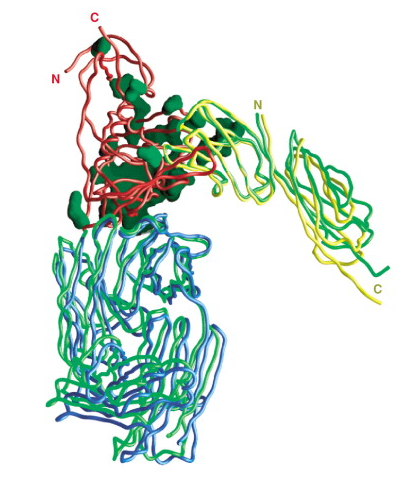 HIV-1 gp120 envelope glycoprotein showing variable loops (V1–V5)